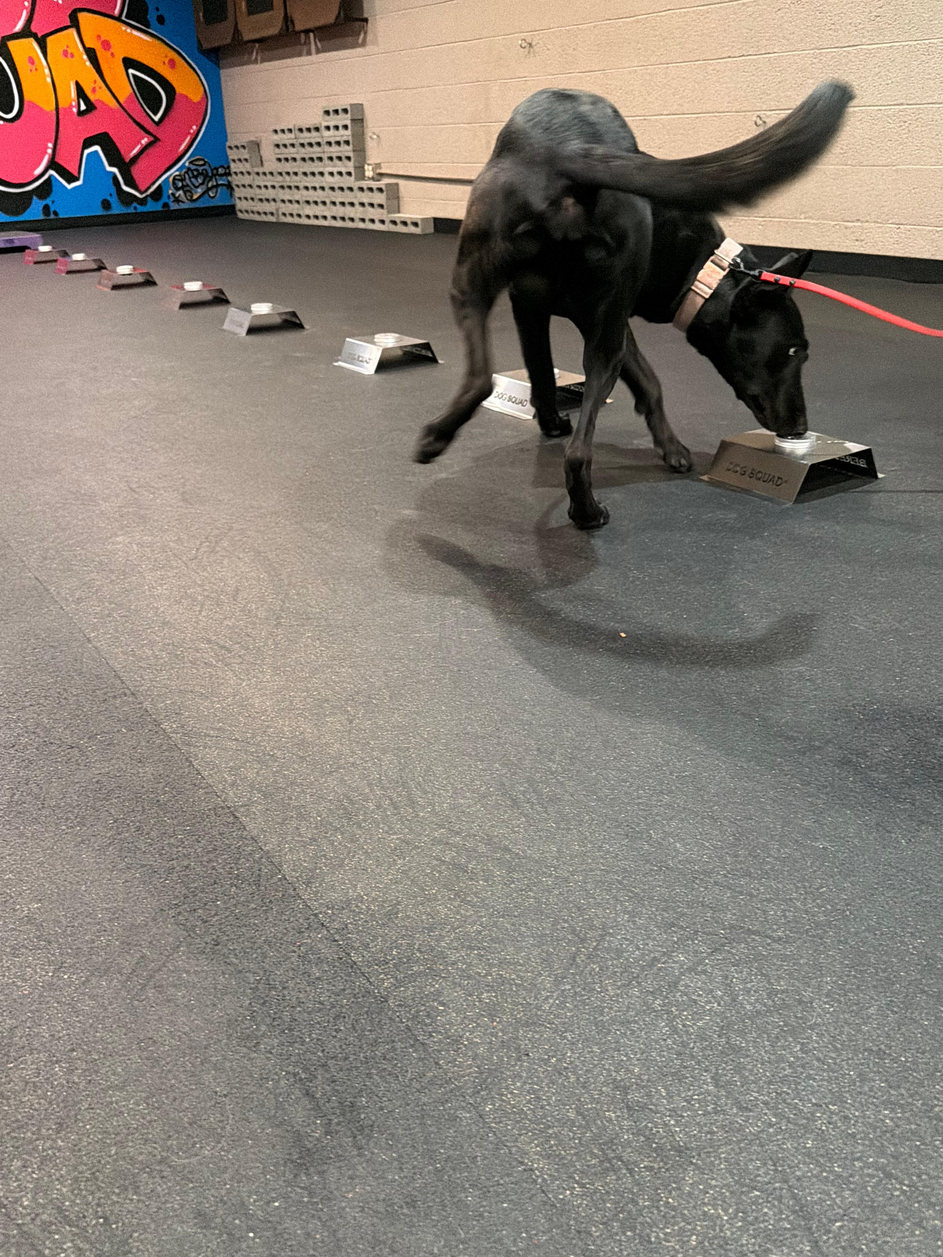 Black dog stepping on training blocks on a gray floor, tail wagging, leash attached. Graffiti wall in background.