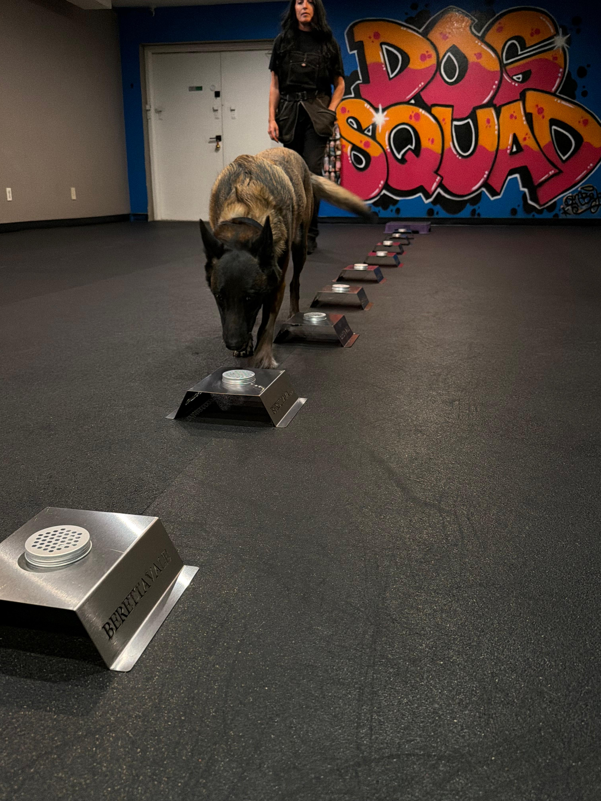 Dog sniffing metal boxes in a training room. Graffiti art