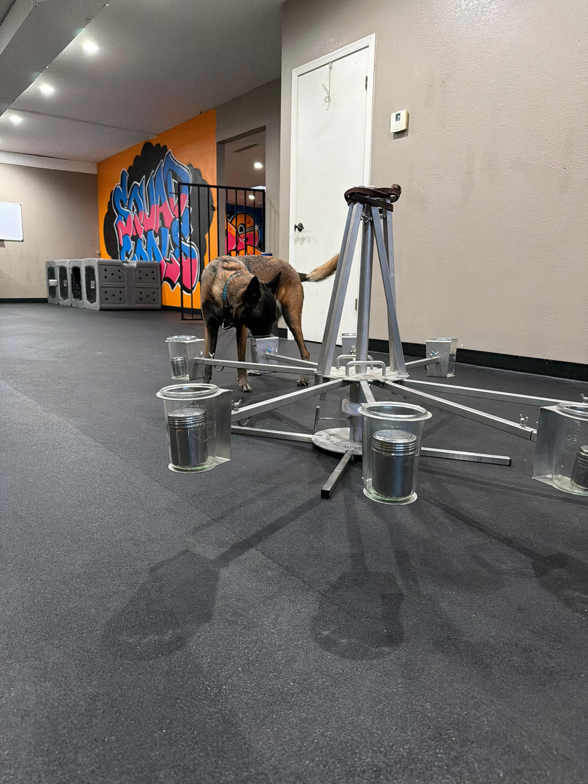 Dog interacting with training equipment in an indoor gym with a colorful mural.
