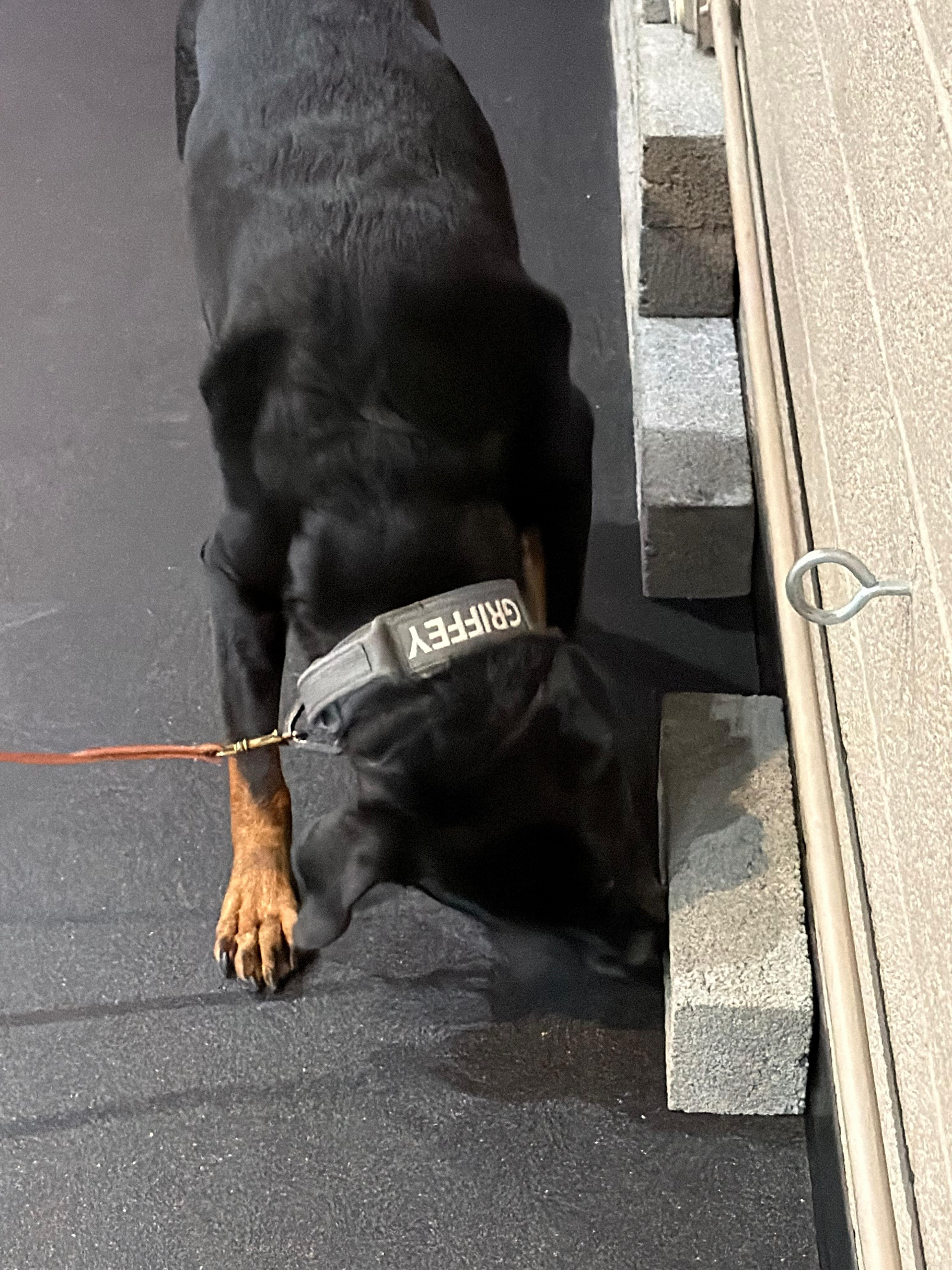 a dog on a leash sniffing boxes to train for scent detection