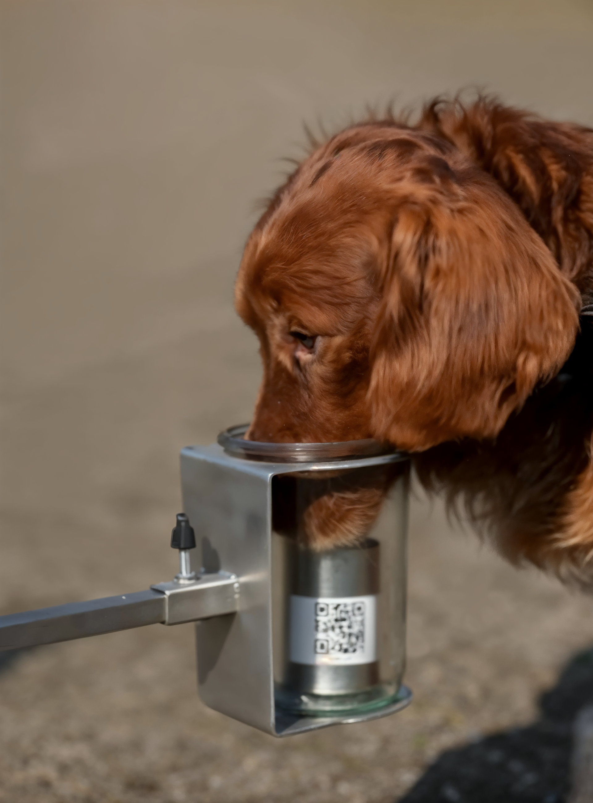 Golden lab sniffing metal containers in a laboratory setting.