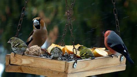 Buitendieren