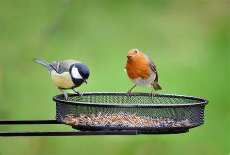 Outside birds