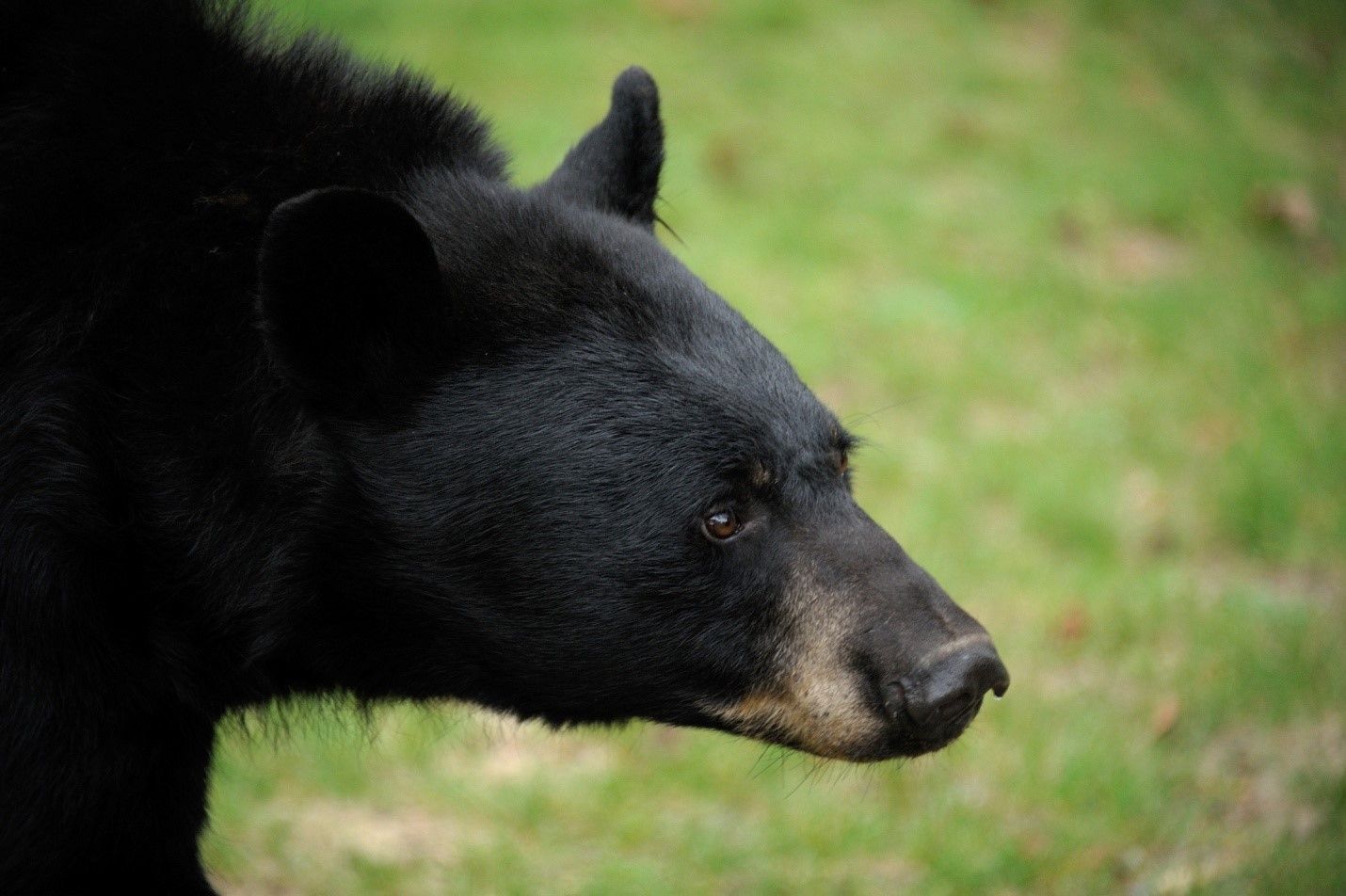 NICE BEAR!  Blurred background shot at f2.8