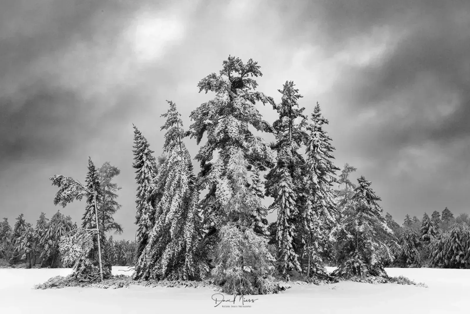 Northwoods Wisconsin Winter Photography Workshop