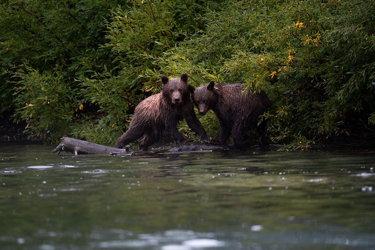 Wildlife Photography Workshop Sponsored by Tamron image