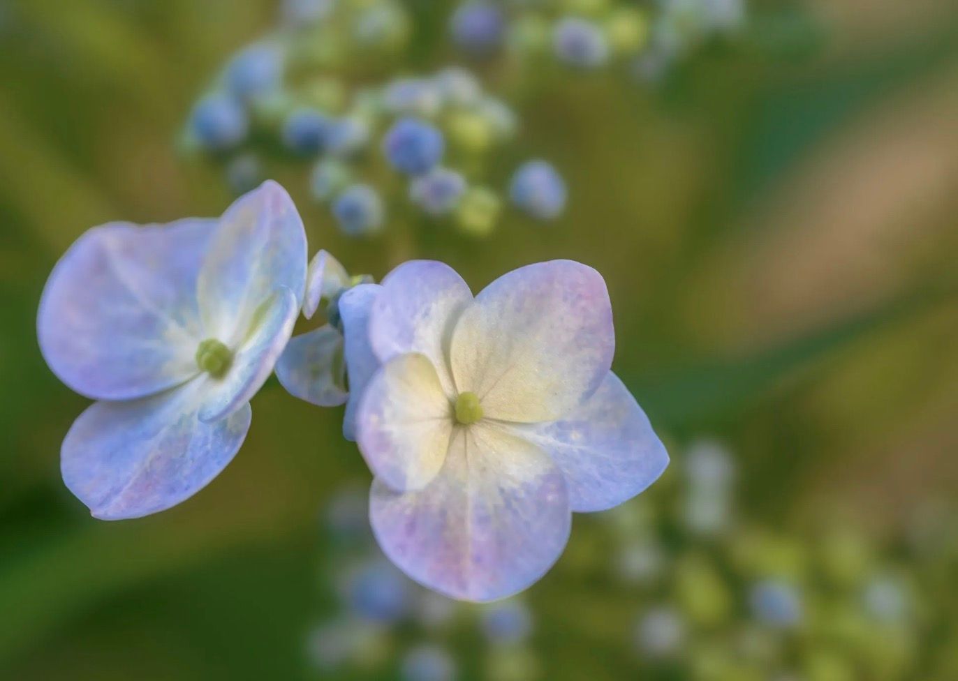 The Art of Flower Photography Workshop - Capture Nature in Full Bloom image