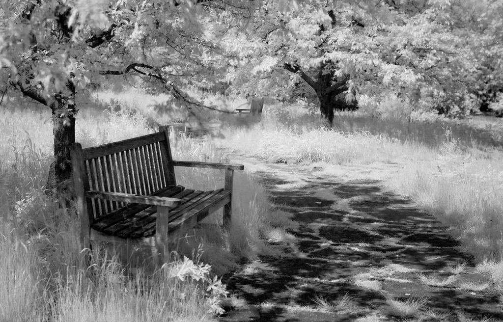 Introduction to Infrared Photography image