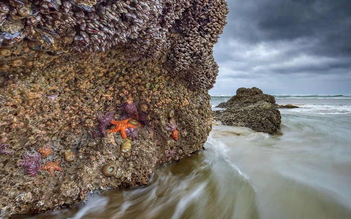 Oregon-Washington Pacific Coast Workshop