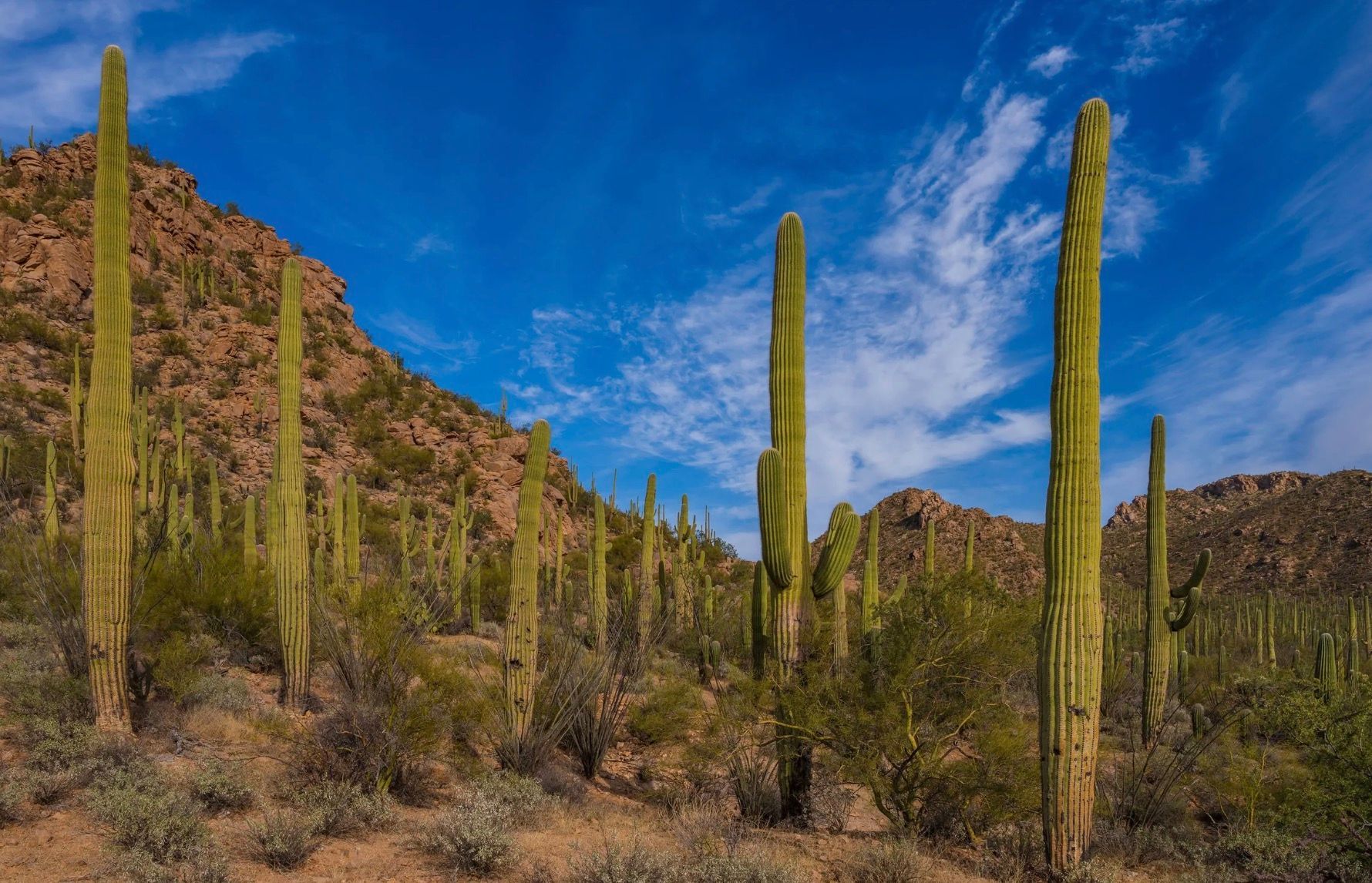 Southern Arizona image