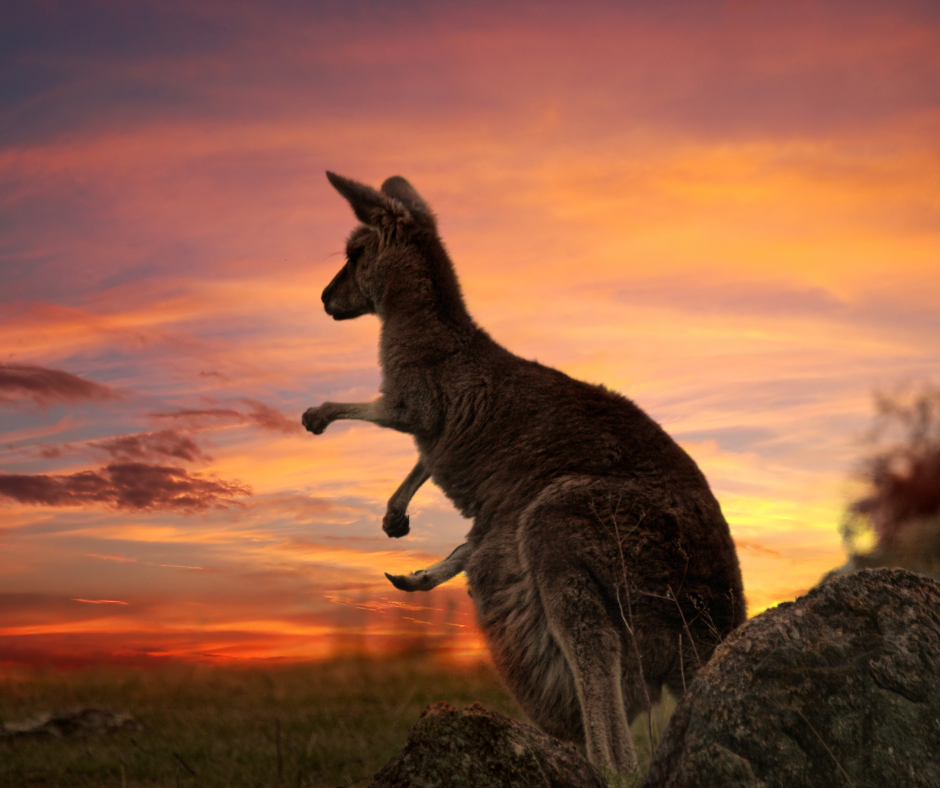 A kangaroo stands in profile against a vibrant, orange-toned sunset sky, appearing as a dark silhouette.