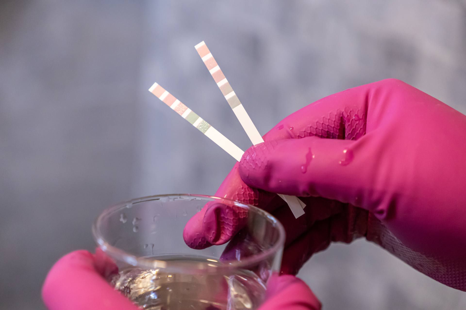 Hands in pink gloves holding test strips