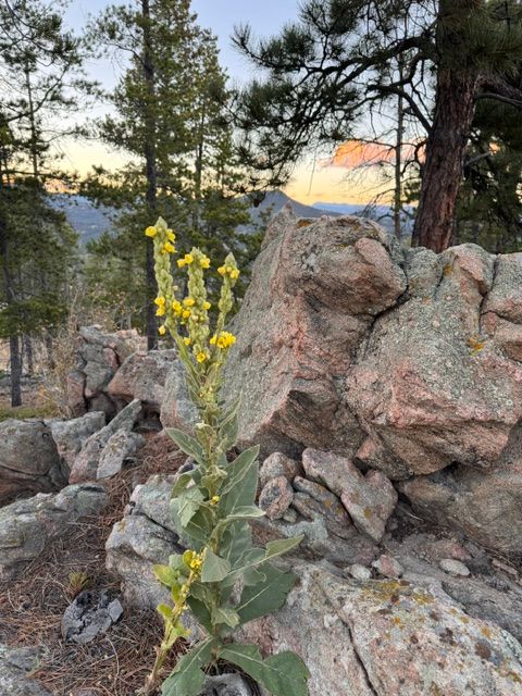 Yellow wildflowers beside rocks and pine trees at sunset in a rocky landscape