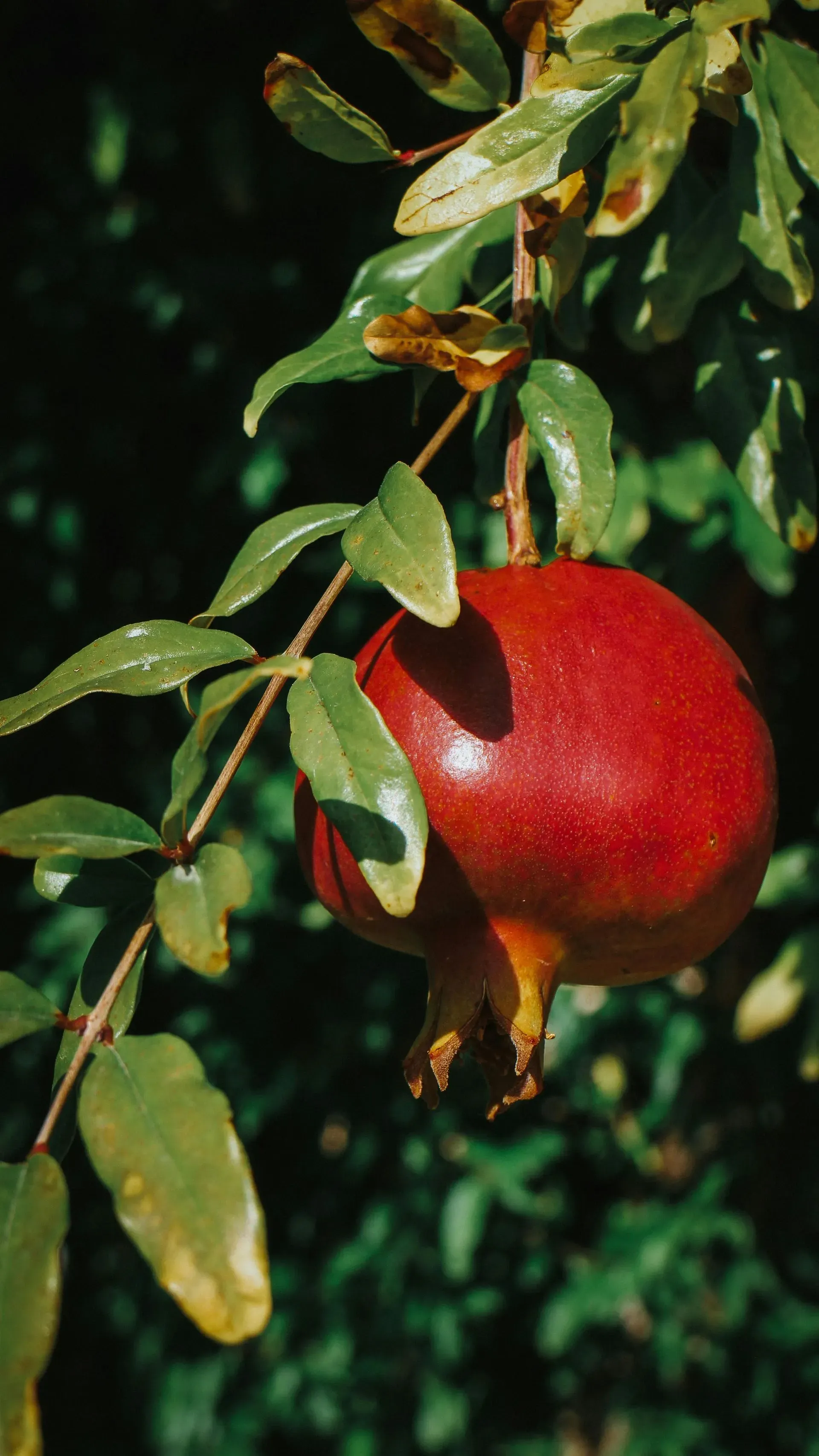 A ripe red pomegranate hanging from a leafy green branch against a dark background