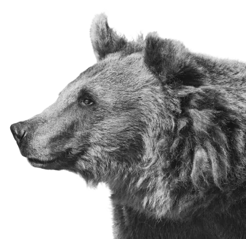 A black and white photo of a brown bear 's head on a white background.