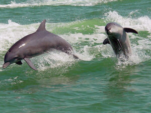 Two dolphins are jumping out of the water.