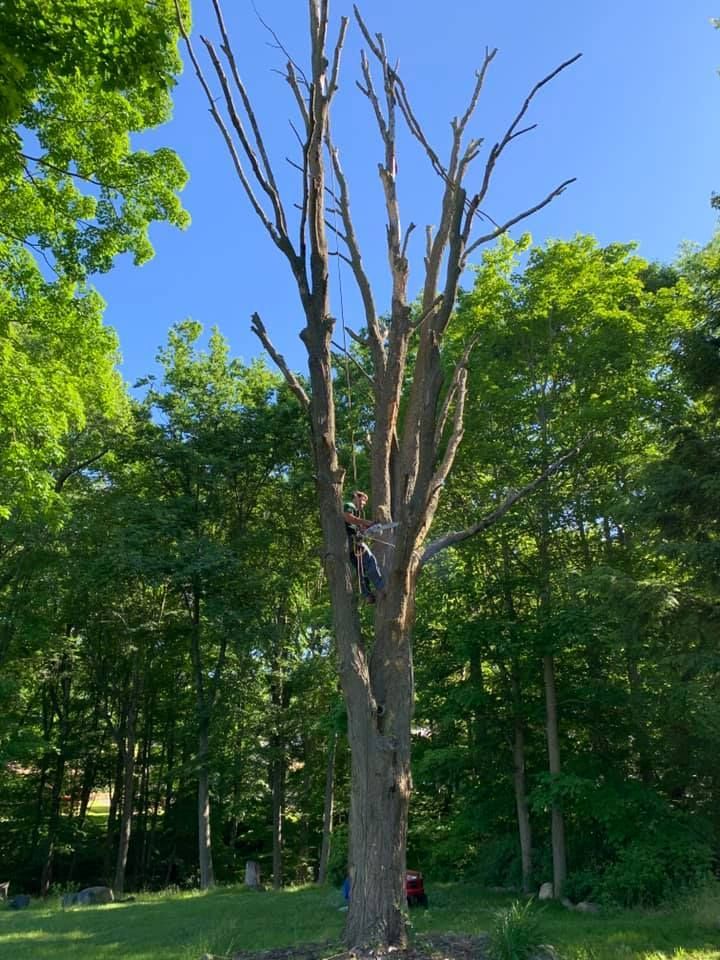 A man is climbing up a tree in a forest.