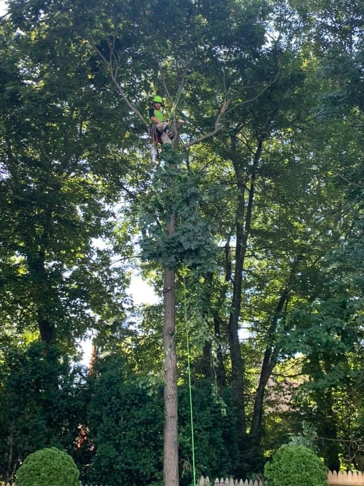 A man is climbing a tree in a park.