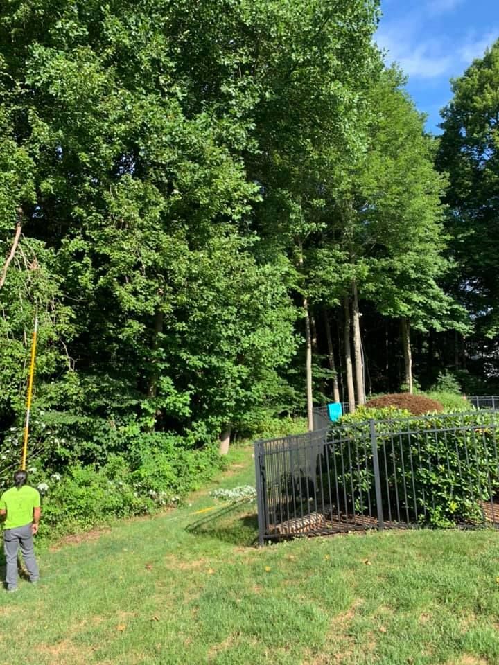 A man is standing in a yard with trees in the background.