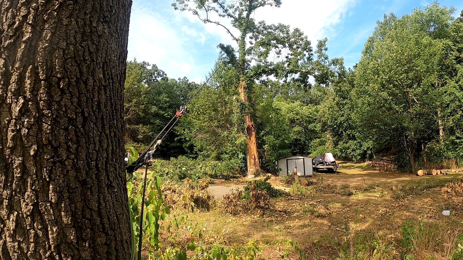 Tree service