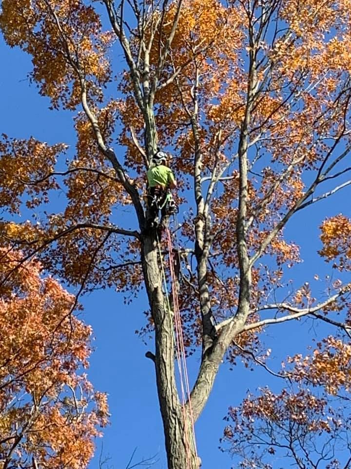 A man is climbing a tree with a blue sky in the background