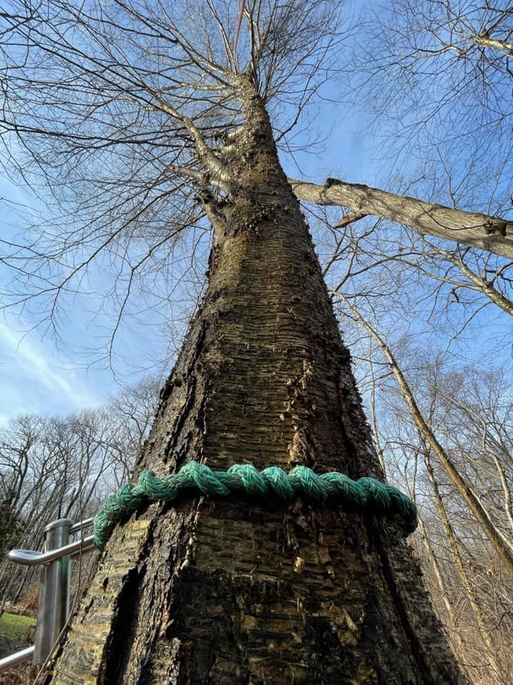 A tree with a green rope around it in the woods.