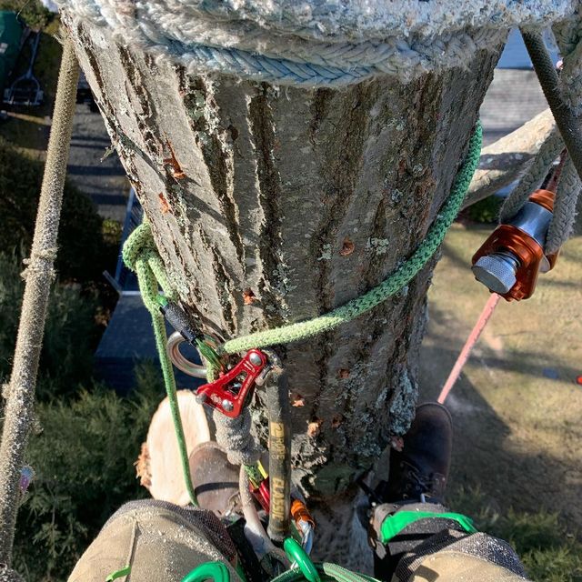 A person is climbing a tree with a rope around it.
