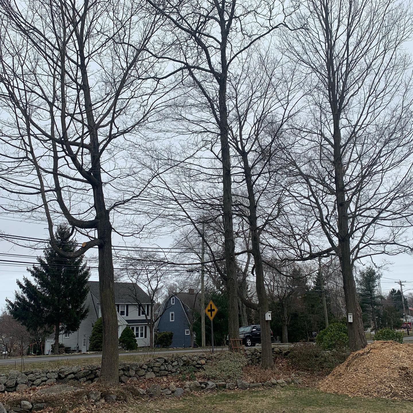 A row of trees with a house in the background