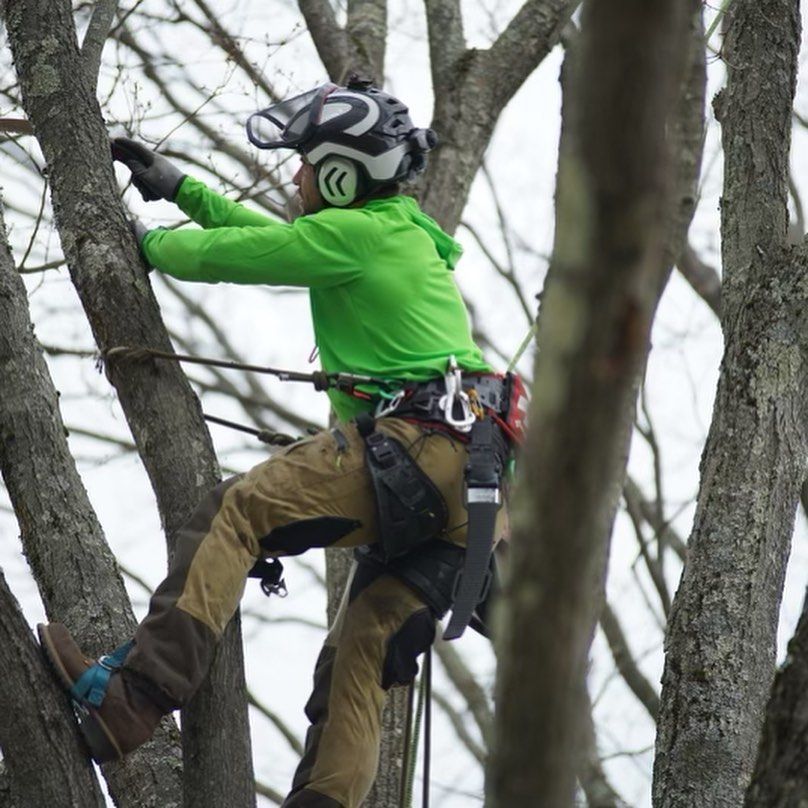 A man in a green jacket is climbing a tree