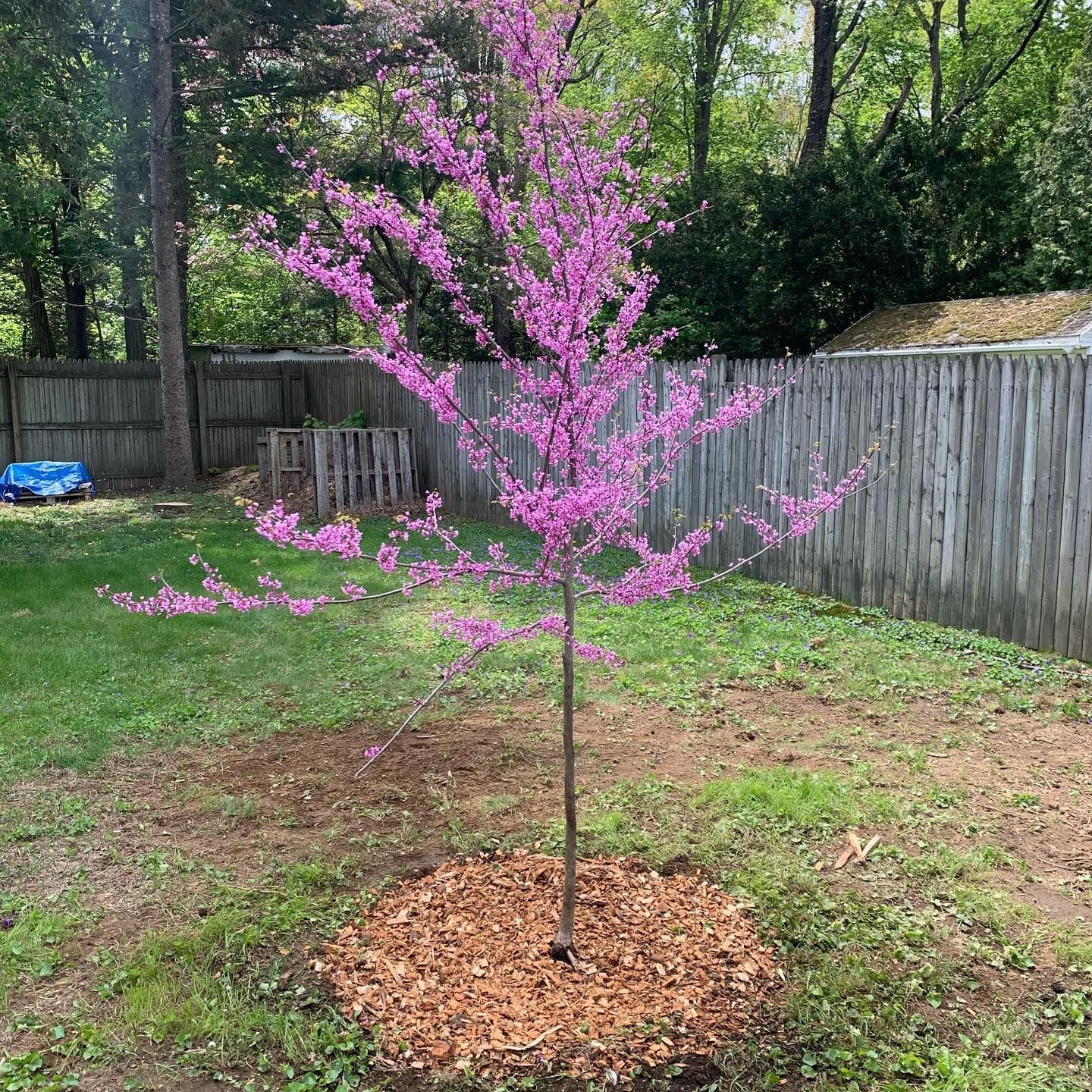 A tree with purple flowers is in a yard next to a fence.