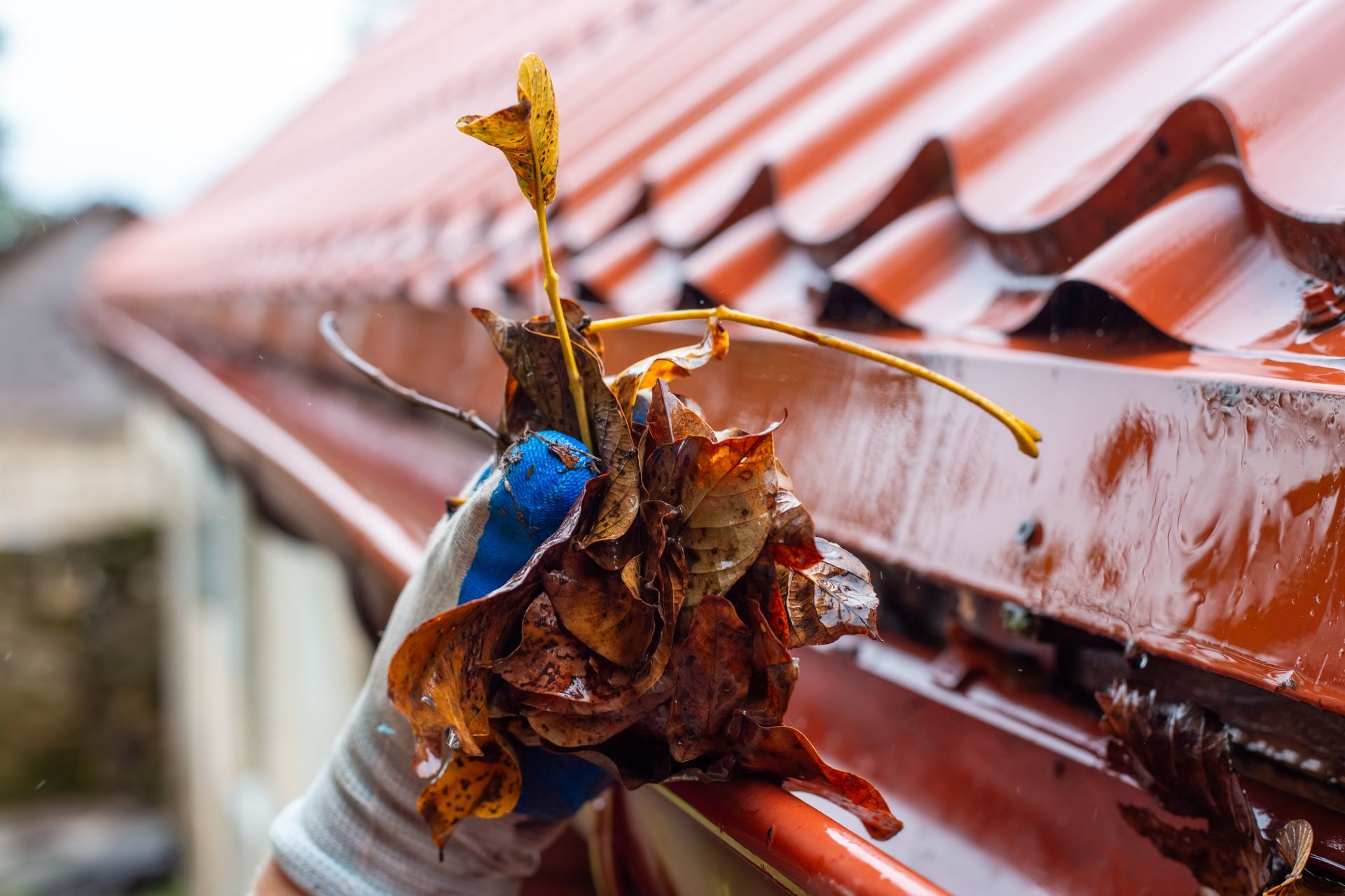 Collapsed butterfly on wet red roof tiles with a blue insect nearby Collapsed butterfly on wet red roof tiles with a blue insect nearby