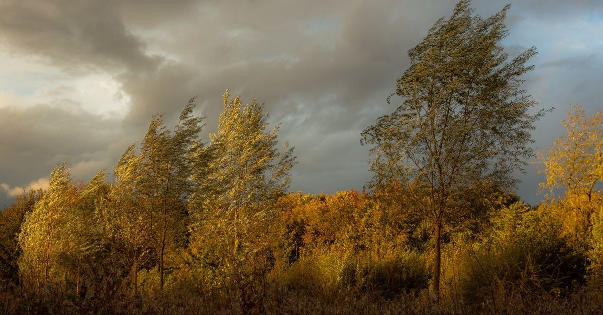 Winds blows through trees with yellow and green leaves during a storm. The sky behind them is dark and cloudy.
