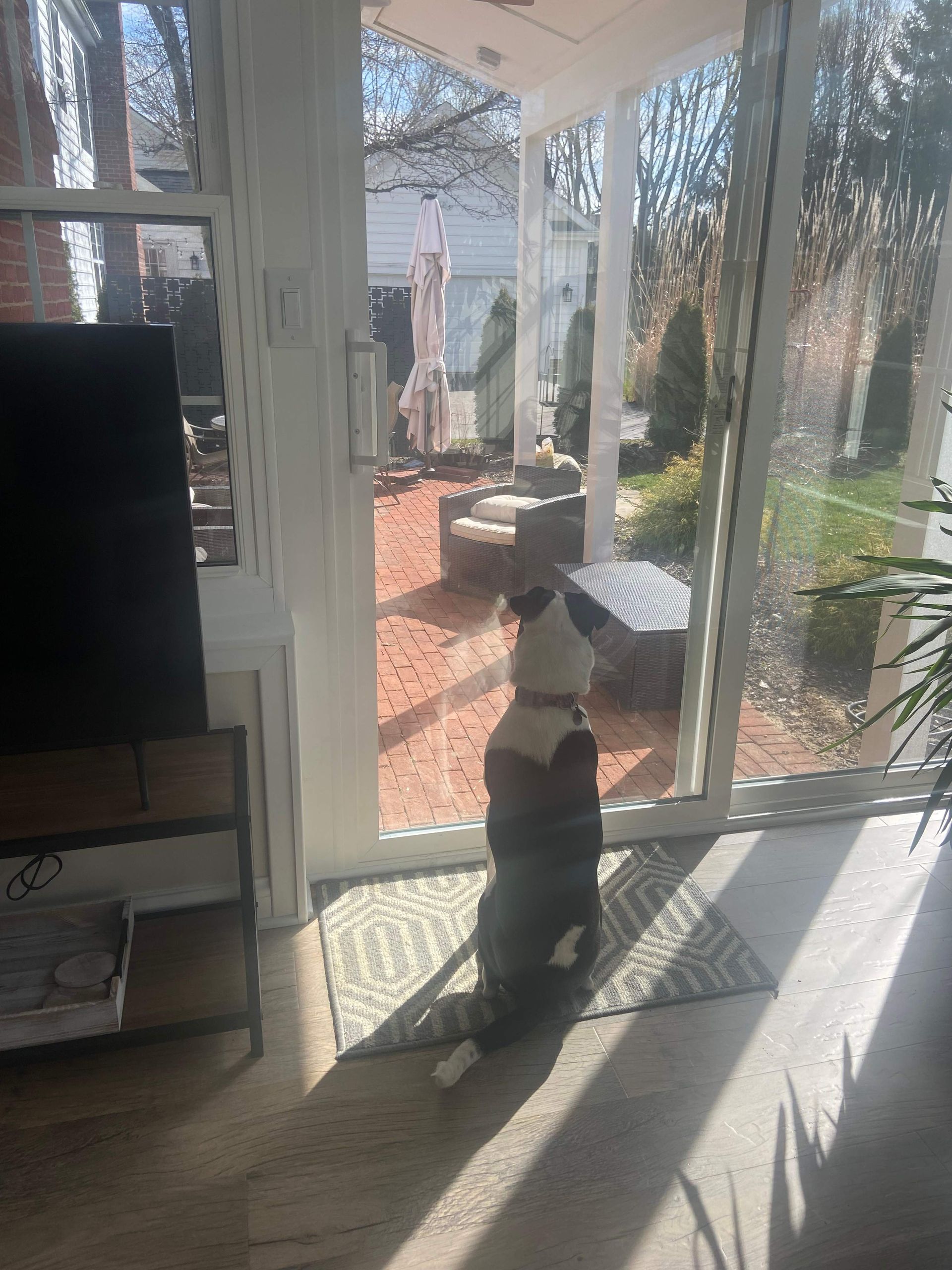 Cat sitting on a sunlit floor by a glass door, looking out at a backyard.