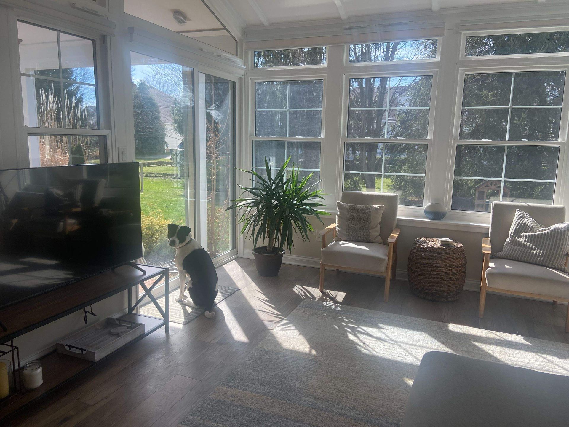 Bright sunlit living room with large windows, TV, chairs, and a cat sitting on the floor