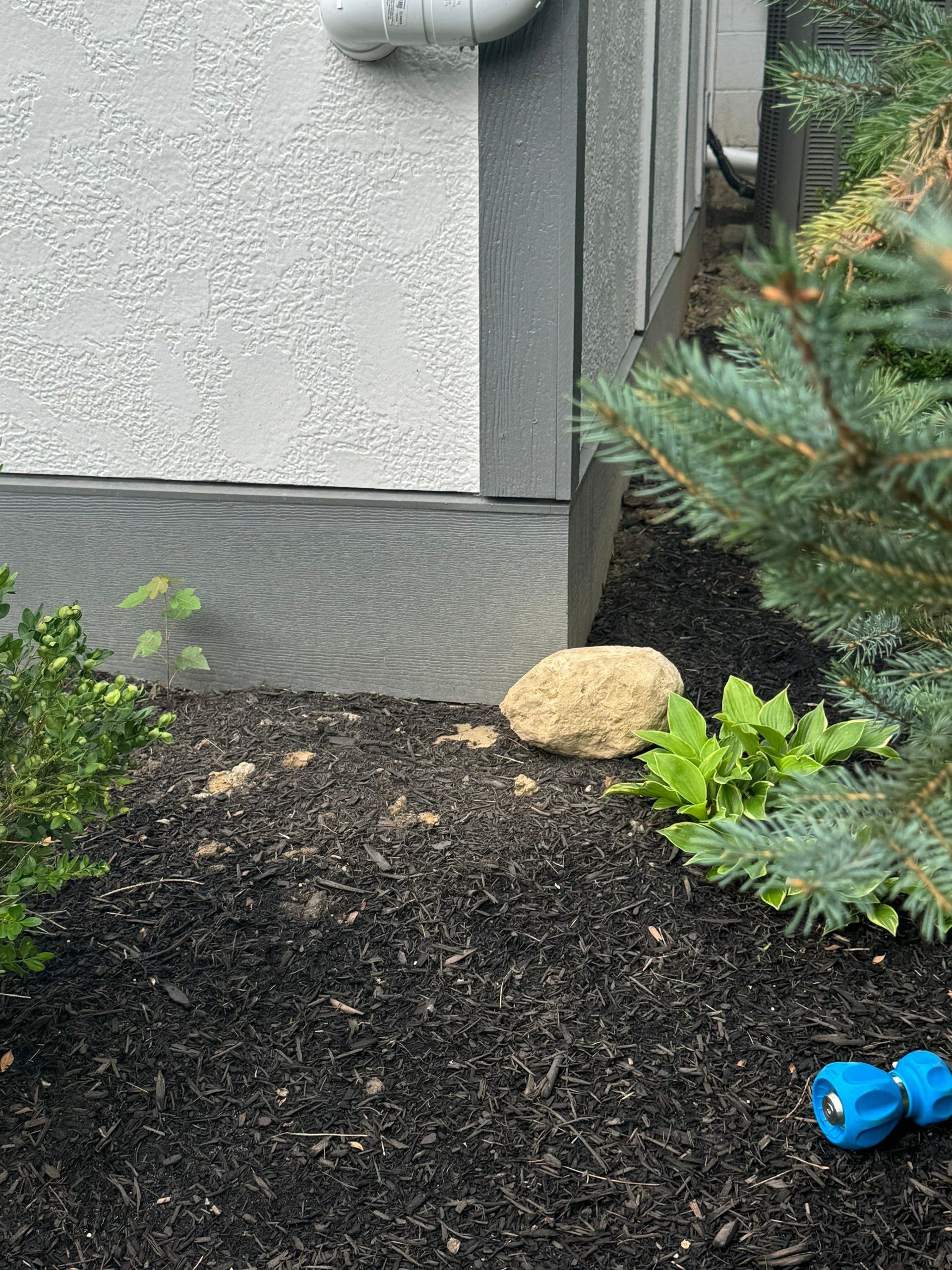 Landscape bed beside house with black mulch, small plants, a rock, and a blue toy on the ground