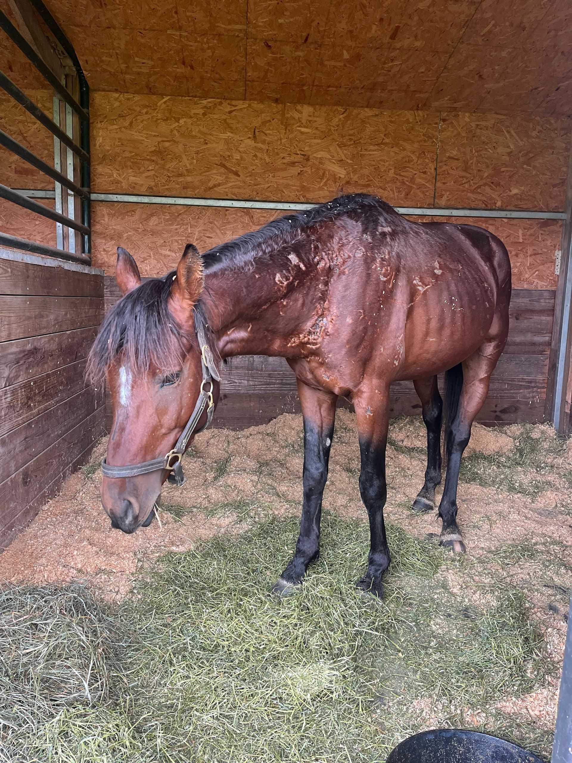 Spartan recovers at his new home after being rescued.