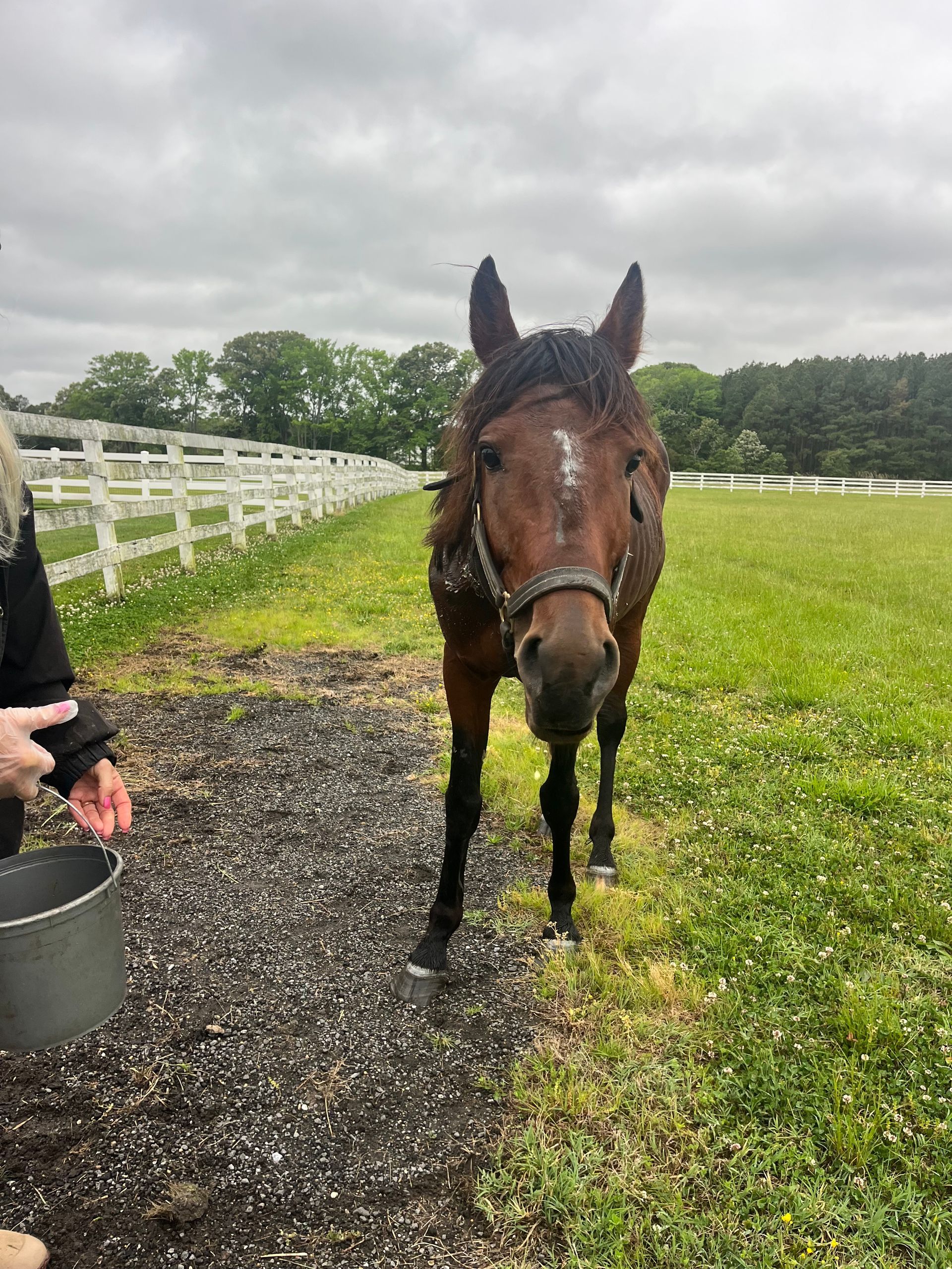 Spartan after a few days at his new haven and he is already beginning to brighten up, and look hopeful.