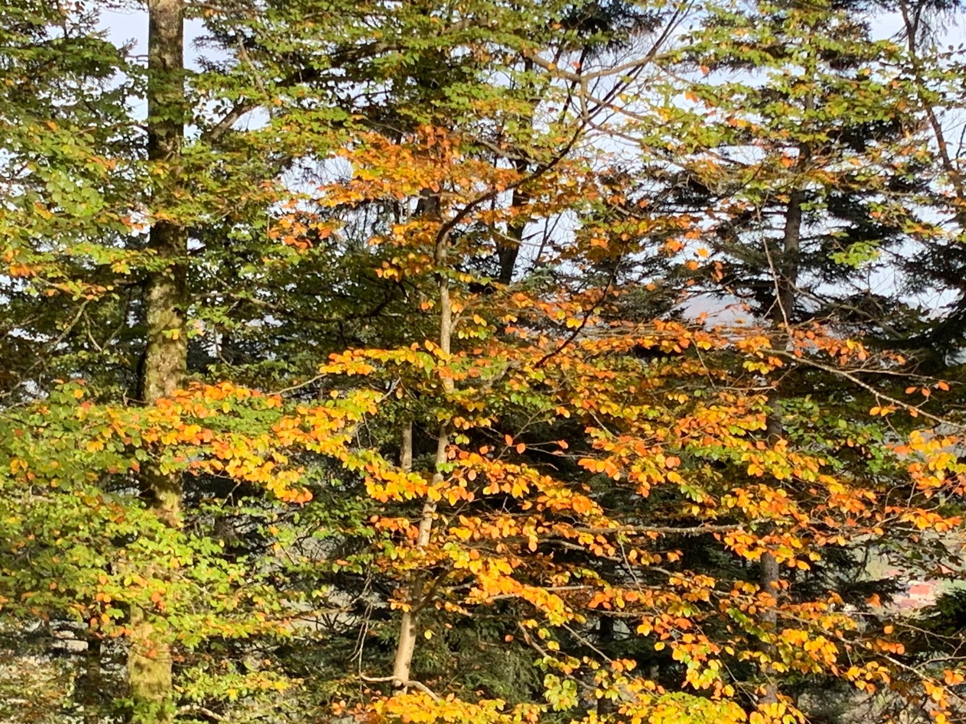 Herfst