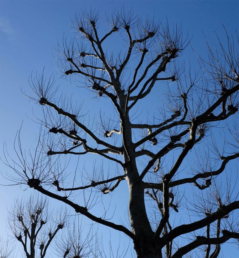 Bare, pruned tree branches reaching toward a bright blue sky.