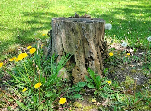 Tree stump in grassy yard with yellow dandelions and white flowers nearby