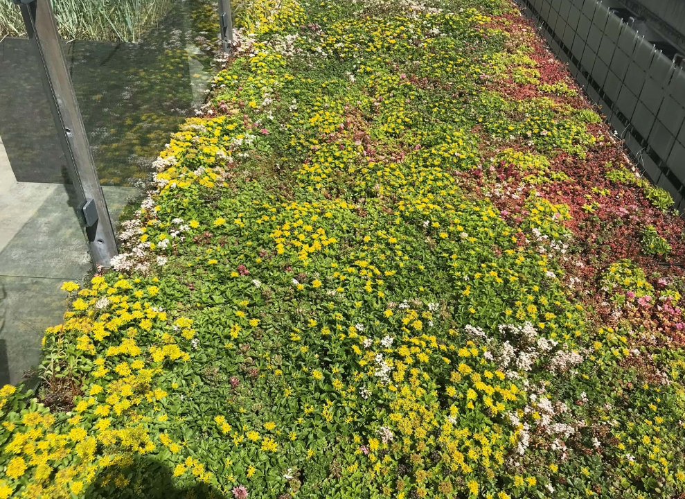 Der er mange forskellige typer blomster i denne have.