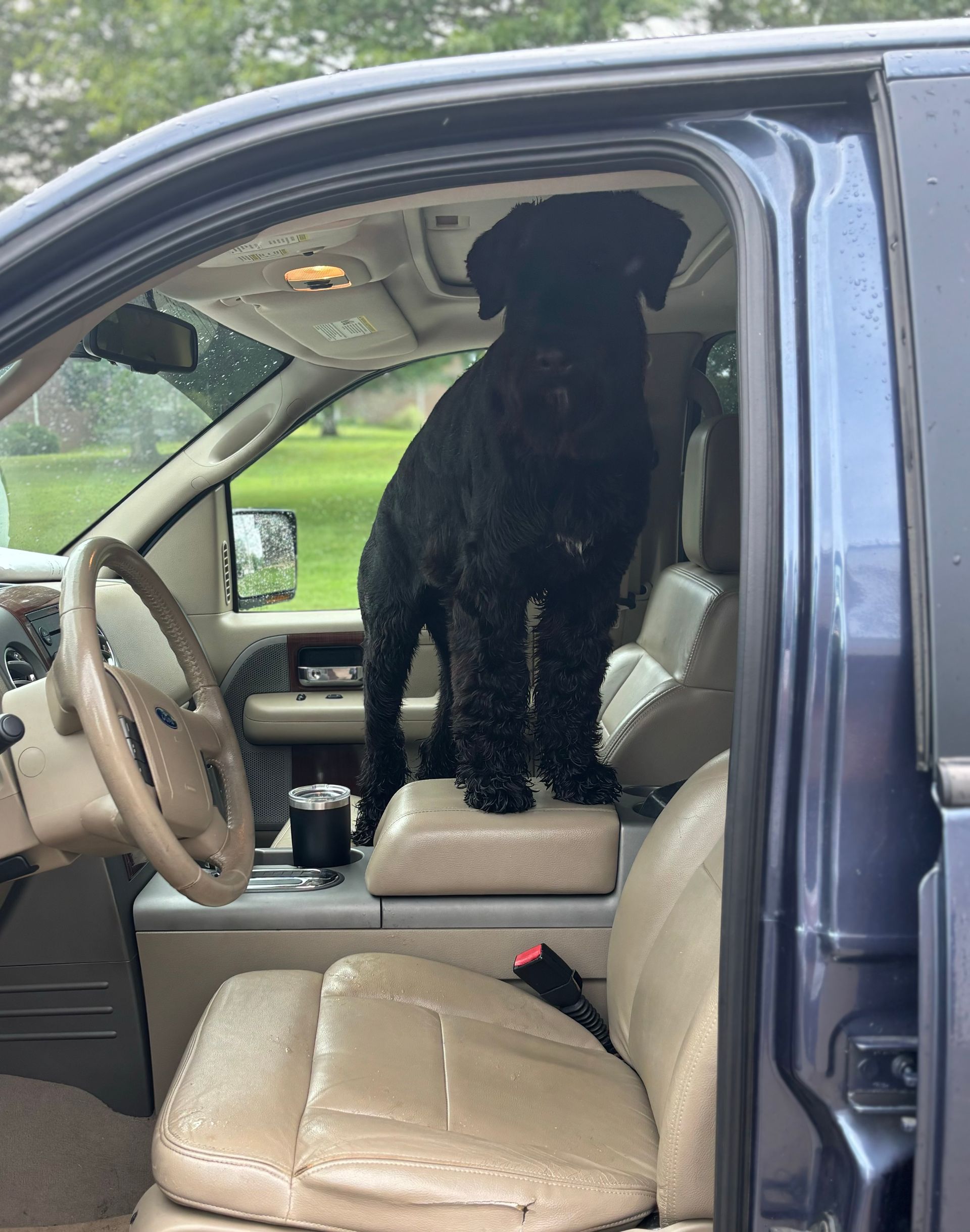 A black dog is sitting in the back seat of a car