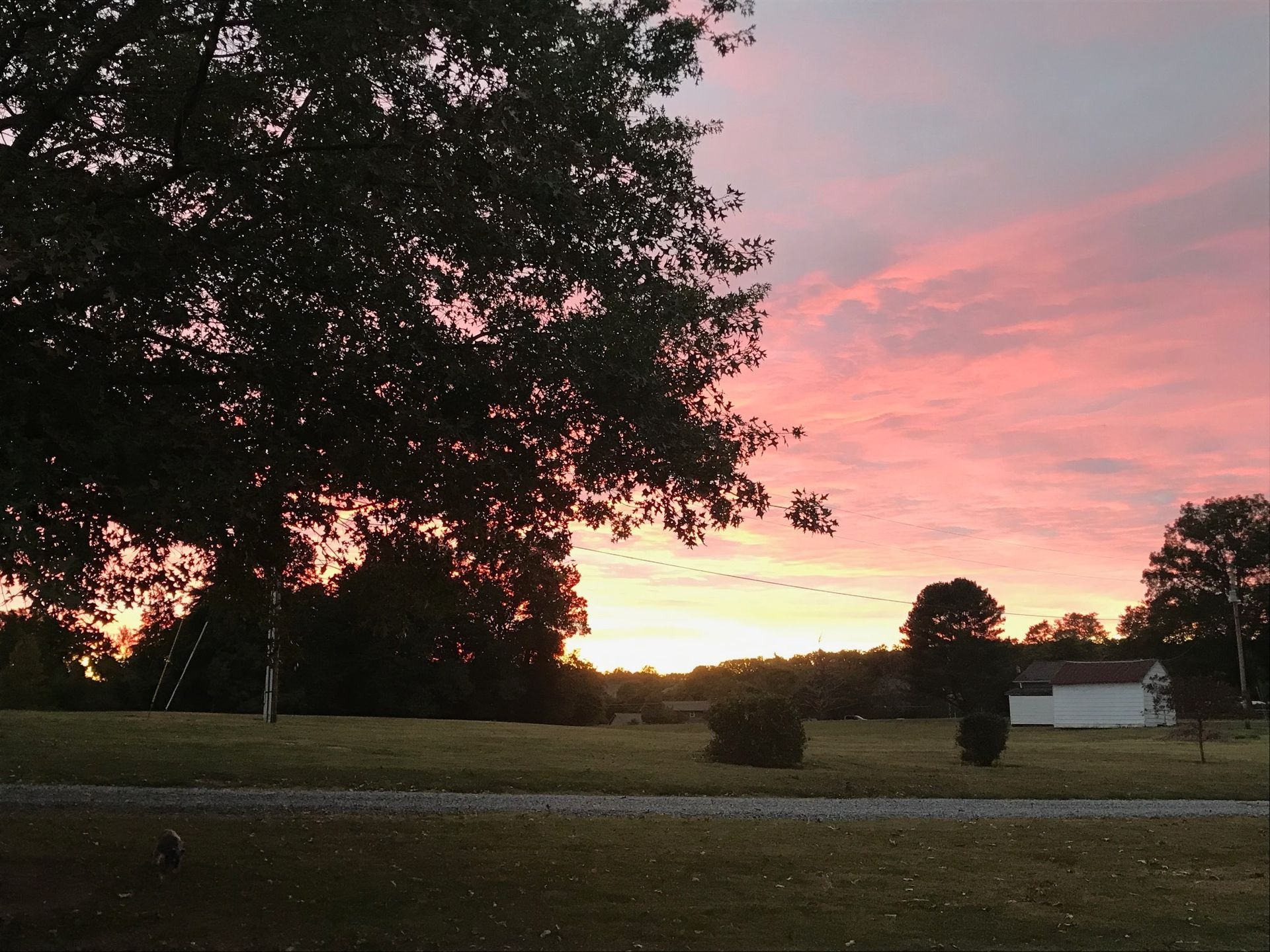 A sunset with a tree in the foreground