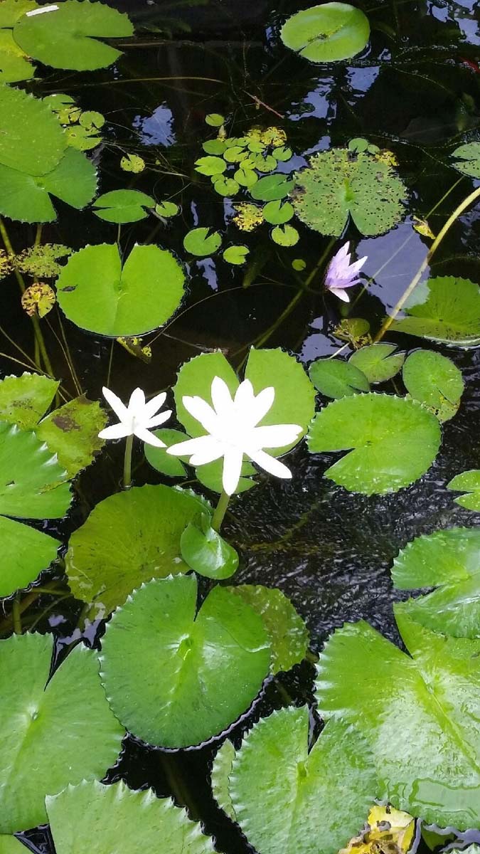 Water Lily — Jacksonville, FL — K & R Pond Care Inc