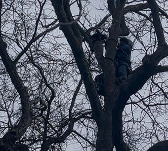 Two workers in a leafless tree, seen from below against a gray sky.