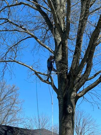 Person climbing a tall tree with ropes against a clear blue sky