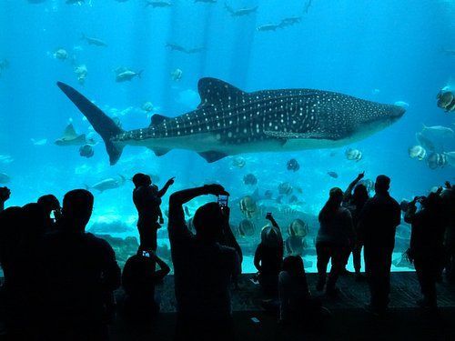 A group of people are standing in front of a large whale shark in an aquarium.