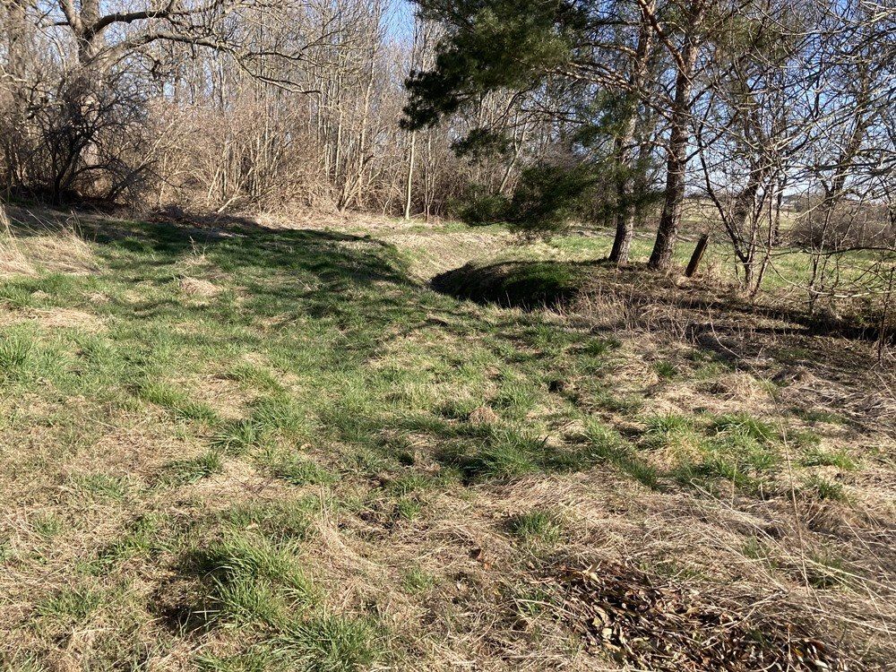 Grasfeld mit kahlen Bäumen und Sträuchern unter klarem Himmel