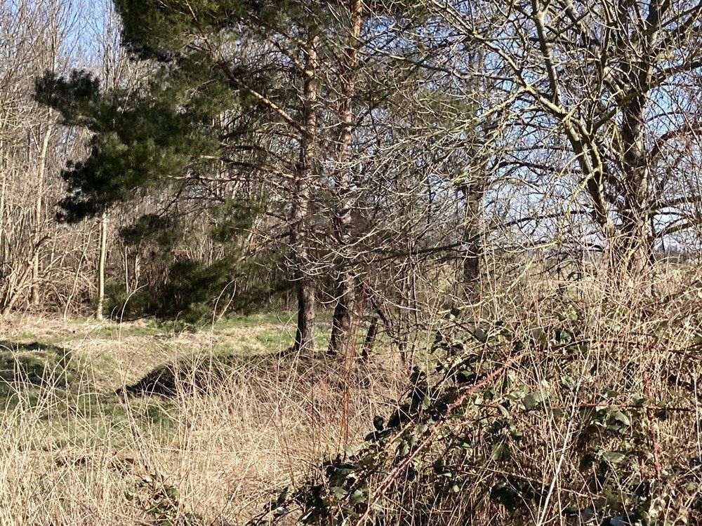 Grasbewachsenes Waldgebiet mit kahlen Bäumen und dichtem braunem Gebüsch unter klarem blauen Himmel