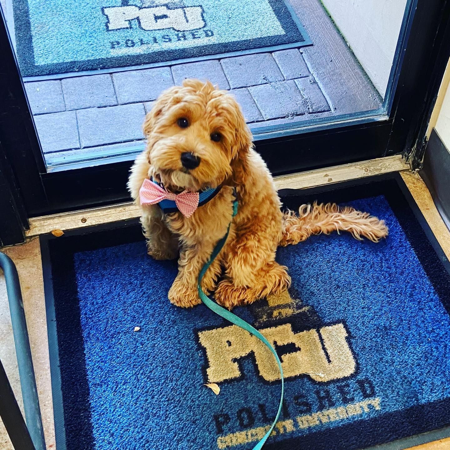 Small tan dog with a pink bow sitting on a blue mat by a doorway.